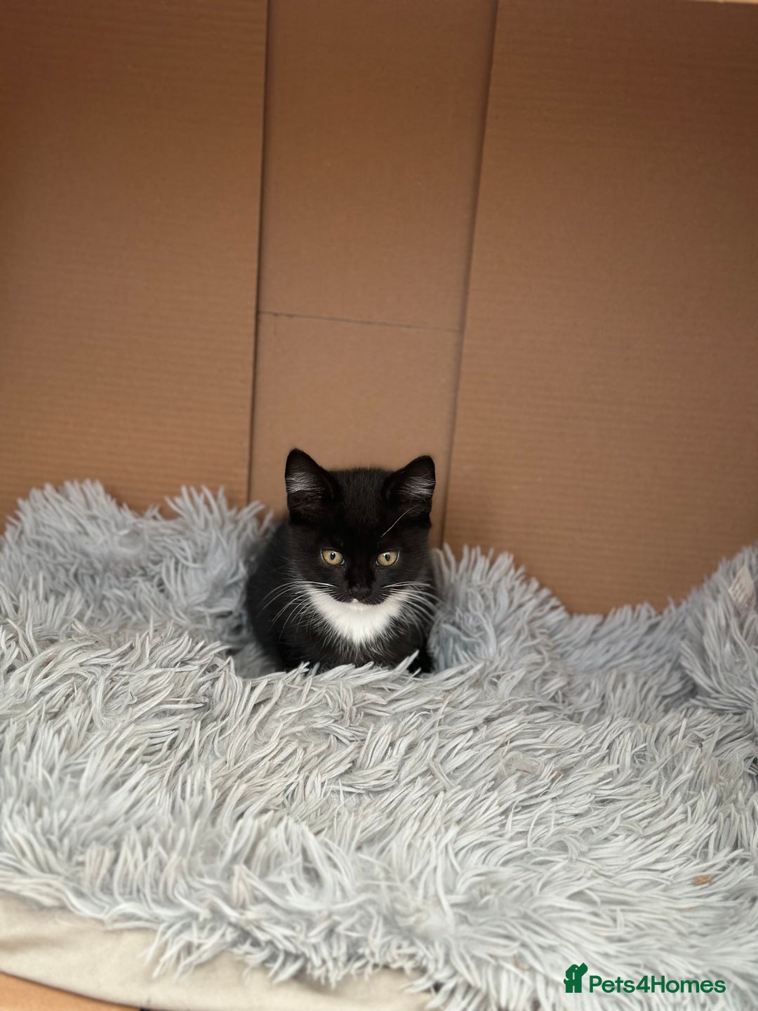 Maine Coon cats for sale: 8 weeks old 4 male 1 female ready to go new homes  - Image 2