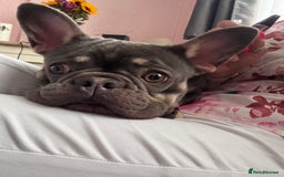 French Bulldog dogs for sale: 2 years old female French Buldog - Image 2