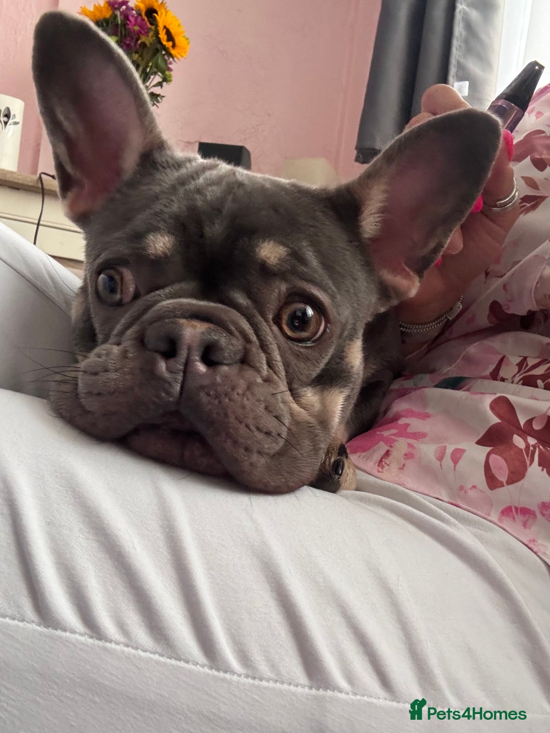 French Bulldog dogs for sale: 2 years old female French Buldog - Image 2