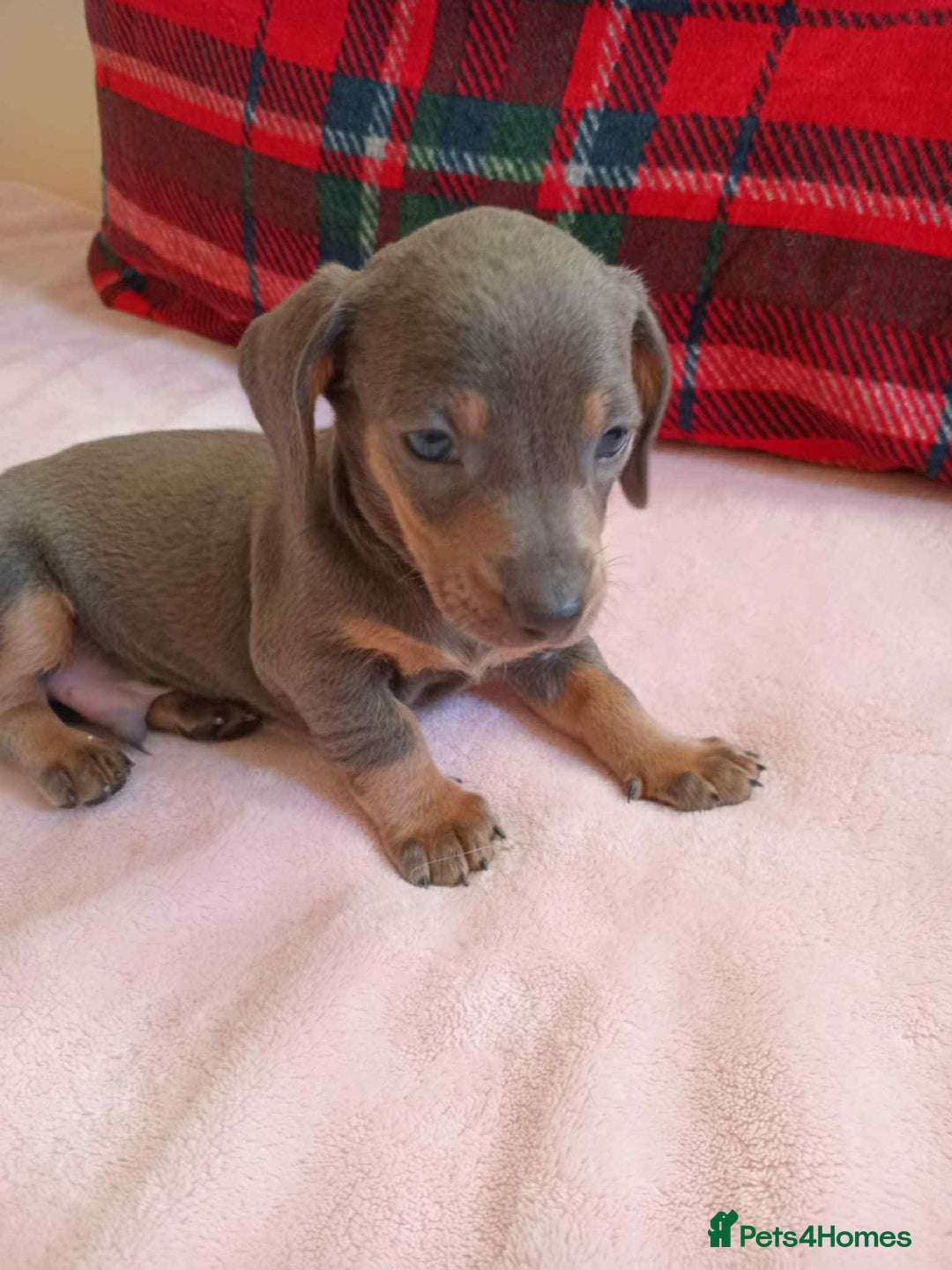 Miniature Dachshund dogs for sale: Stunning miniature dachshund  - Advert 7