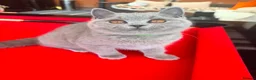 British Shorthair cats for sale: READY- 1 FEMALE-GCCF BRITISH SHORTHAIR - Advert 9