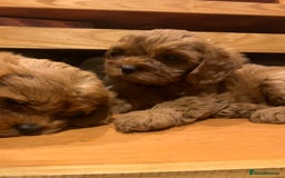 Cavapoo dogs for sale: Stunning premium F1 Cavapoo babies 🥰 - Image 4