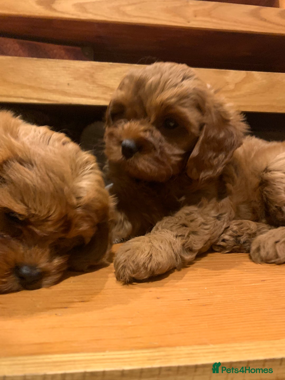 Cavapoo dogs for sale: Stunning premium F1 Cavapoo babies 🥰 - Image 4