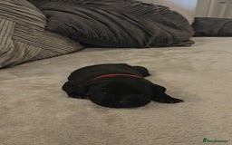 Staffordshire Bull Terrier dogs for sale:  STAFFORDSHIRE BULL TERRIERS PUPS  - Image 16