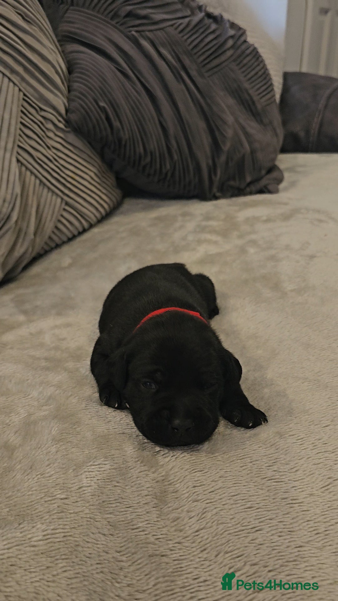 Staffordshire Bull Terrier dogs for sale:  STAFFORDSHIRE BULL TERRIERS PUPS  - Image 16