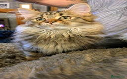 Maine Coon cats for sale: Beautiful female Maine coon kittens available - Image 2