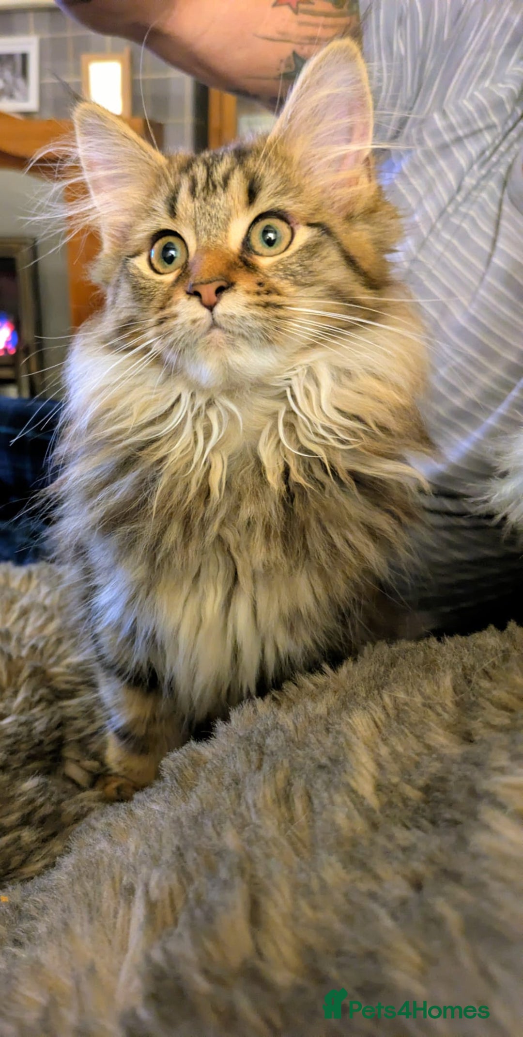 Maine Coon cats for sale: Beautiful female Maine coon kittens available - Image 2