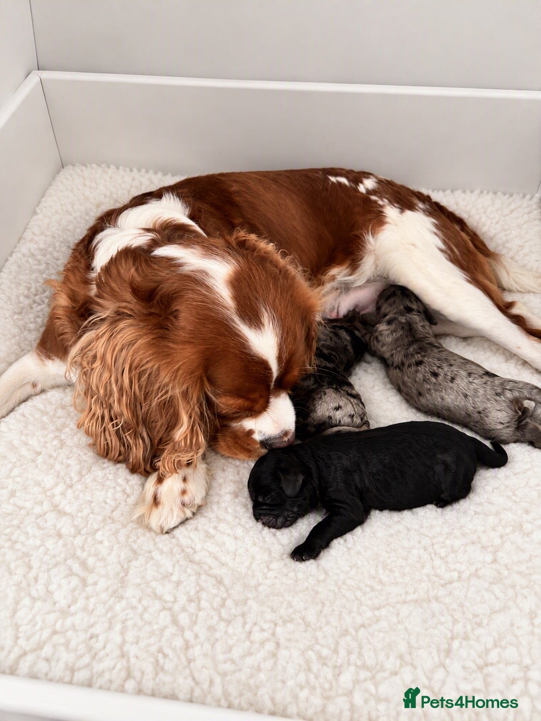 Cavapoo dogs for sale: Rare Merle F1b Cavapoo - Advert 1