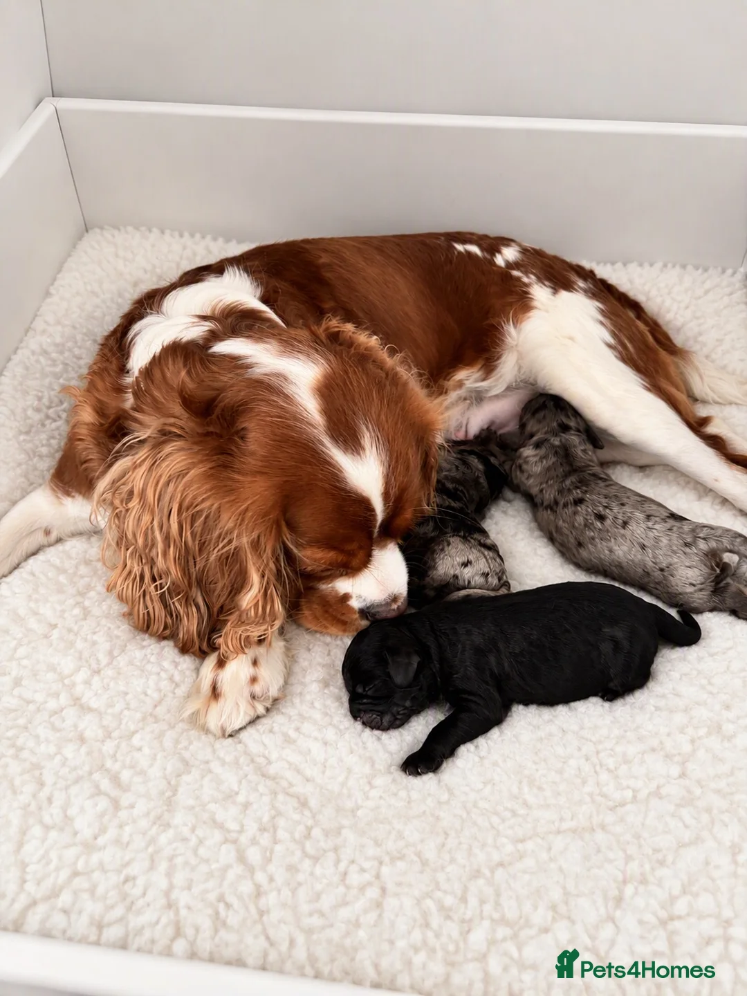Cavapoo dogs for sale: Rare Merle F1b Cavapoo in Aberdare - Advert 1