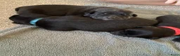 Mixed Breed dogs for sale: Mixed breed puppy’s  - Advert 16