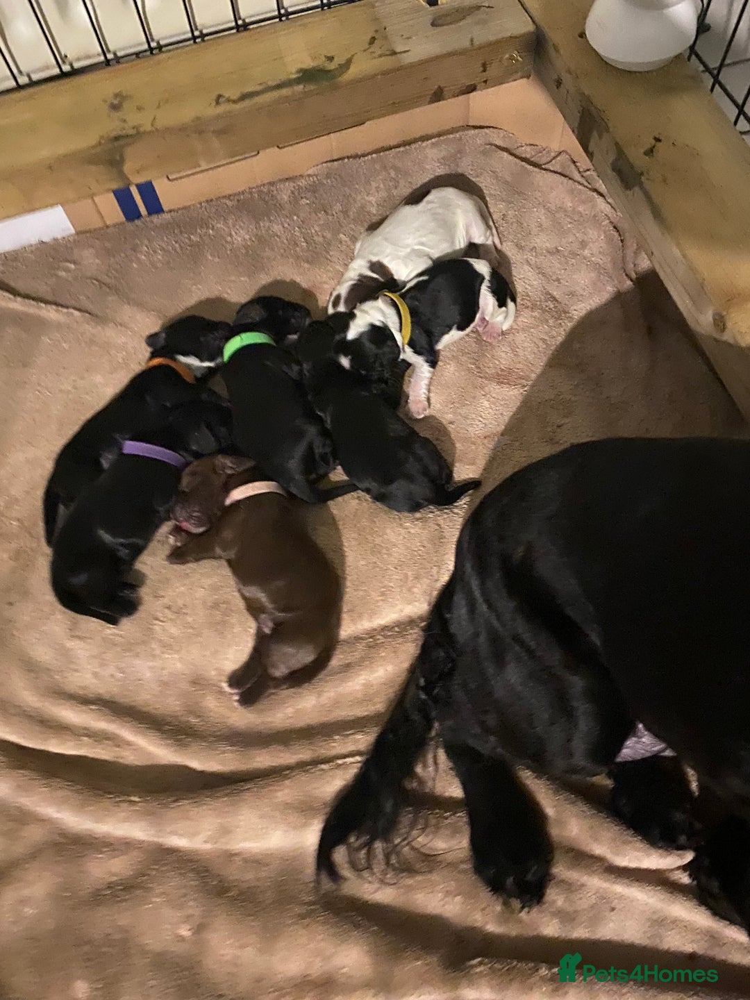 Cocker Spaniel dogs for sale: Cocker spaniels  - Advert 14