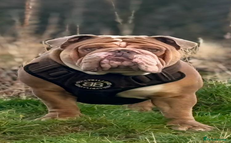 English Bulldog dogs - Advert 1