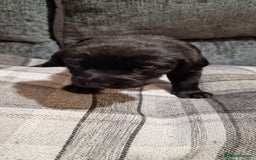 Labrador Retriever dogs for sale: KC Registered Black Lab (1 Girl, 1 boy remaining) - Image 8