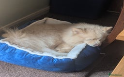 Pomsky dogs for sale: Pomsky looking for new home - Image 7