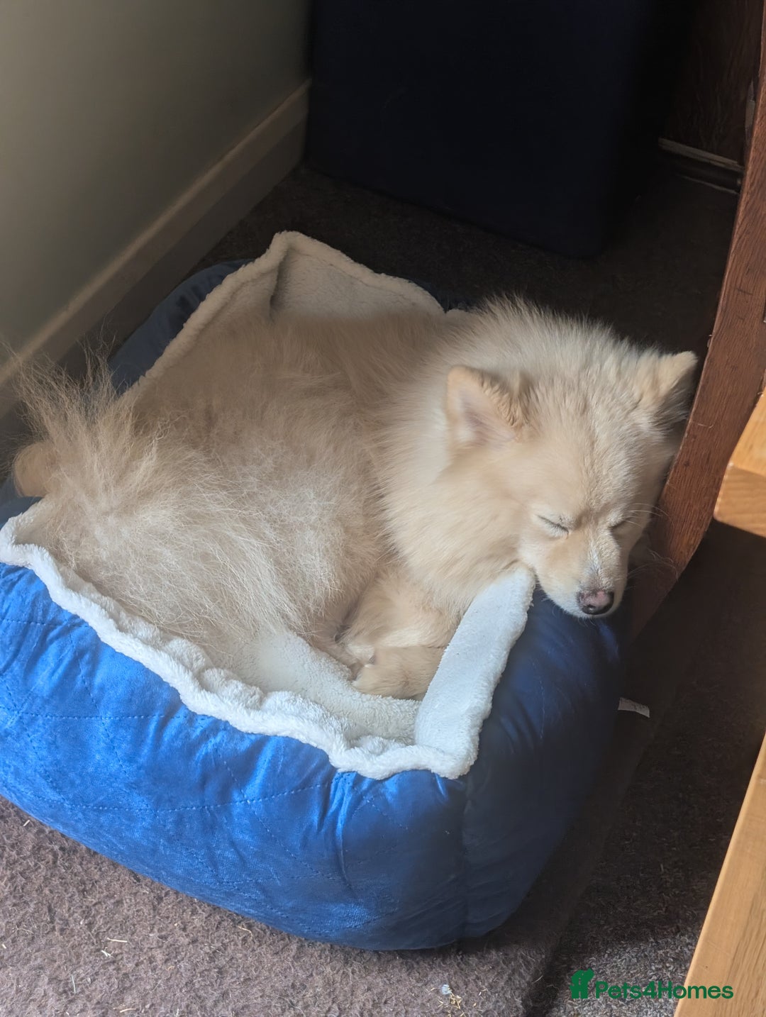 Pomsky dogs for sale: Pomsky looking for new home - Image 7