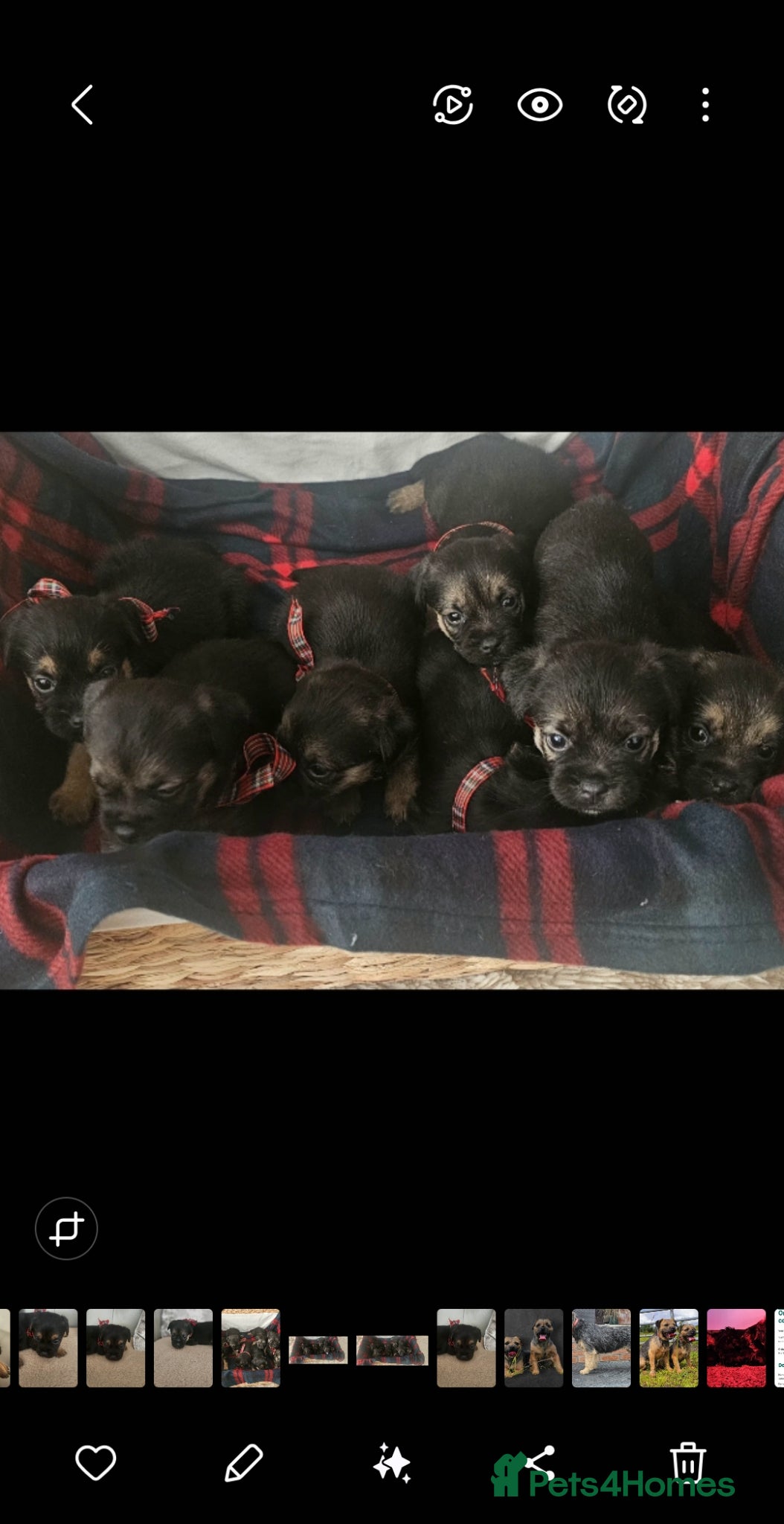 Border Terrier dogs Border Terrier puppies KC registered  - Advert 6