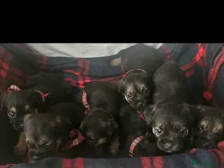Border Terrier dogs Border Terrier puppies KC registered - Advert 6