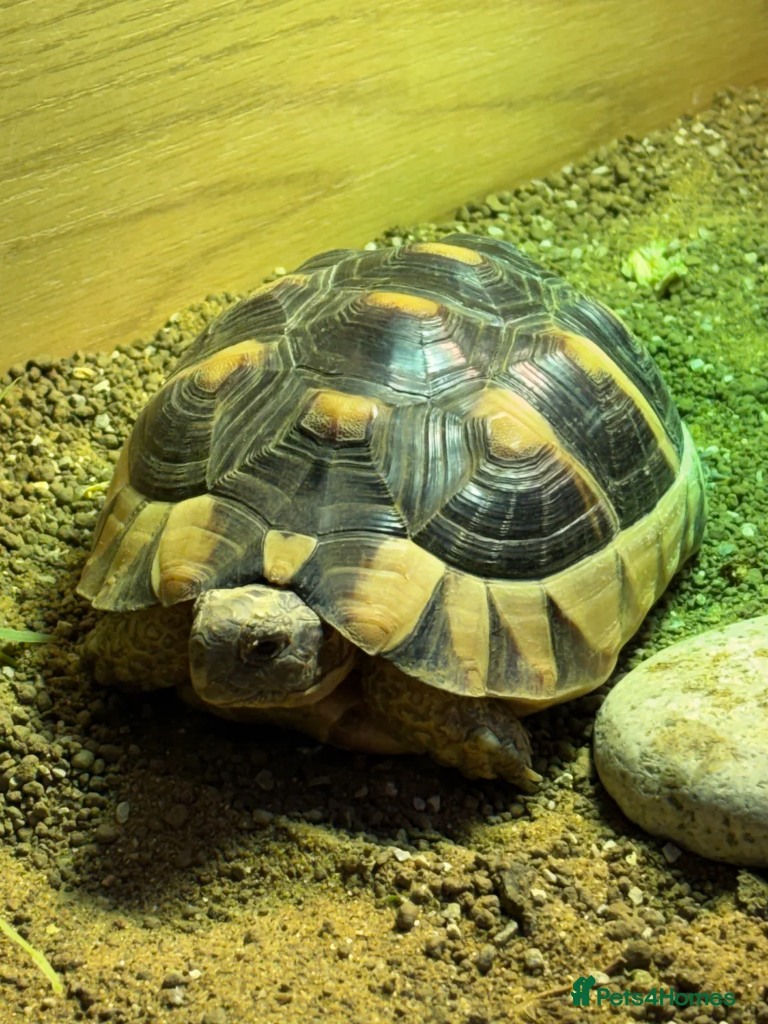 Tortoise reptiles for sale: Marginated tortoise looking for a new home in London - Advert 2