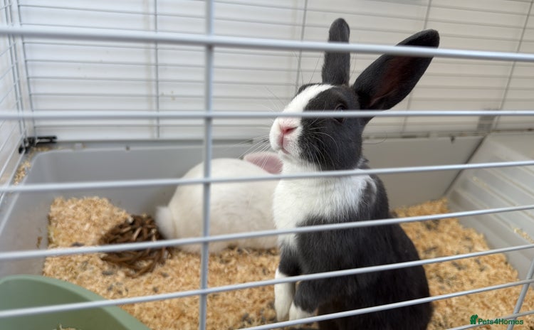 Mini Lop rabbits - Advert 2