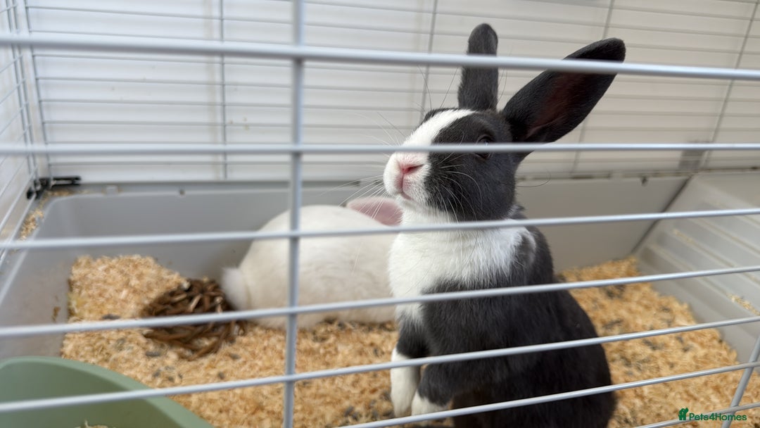 Mini Lop rabbits for sale: Dutch and Mini lop pair  - Image 1