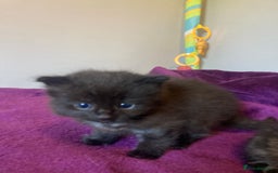 Mixed Breed cats for sale: Beautiful family friendly kittens - Image 3