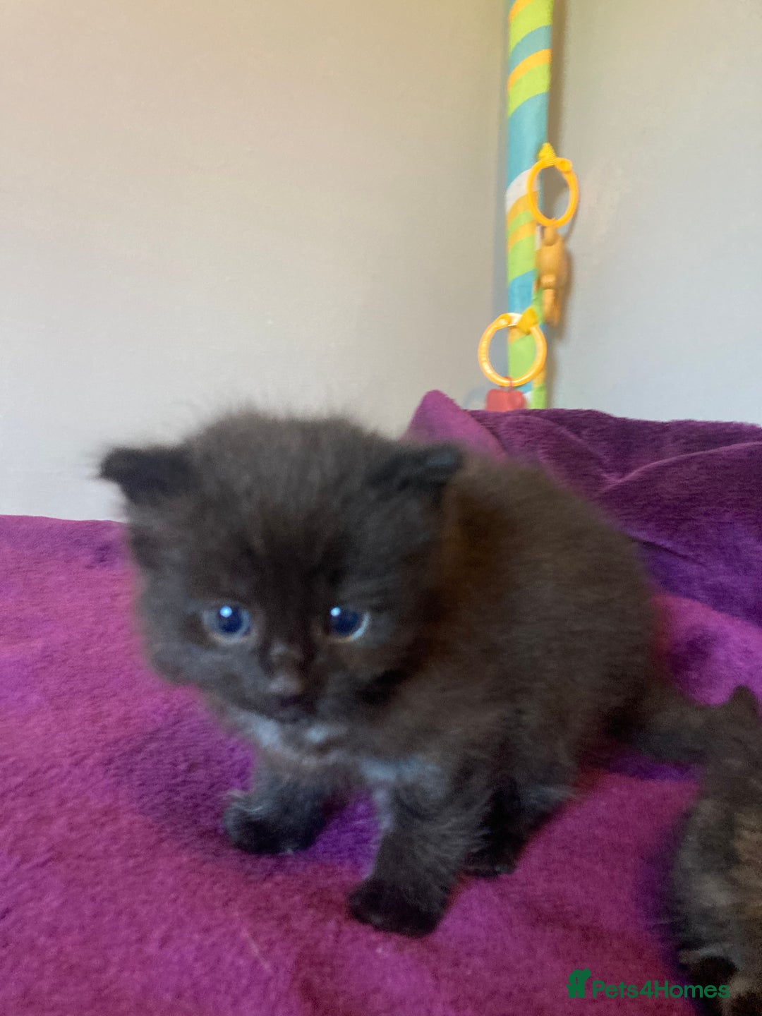 Mixed Breed cats for sale: Beautiful family friendly kittens - Image 3