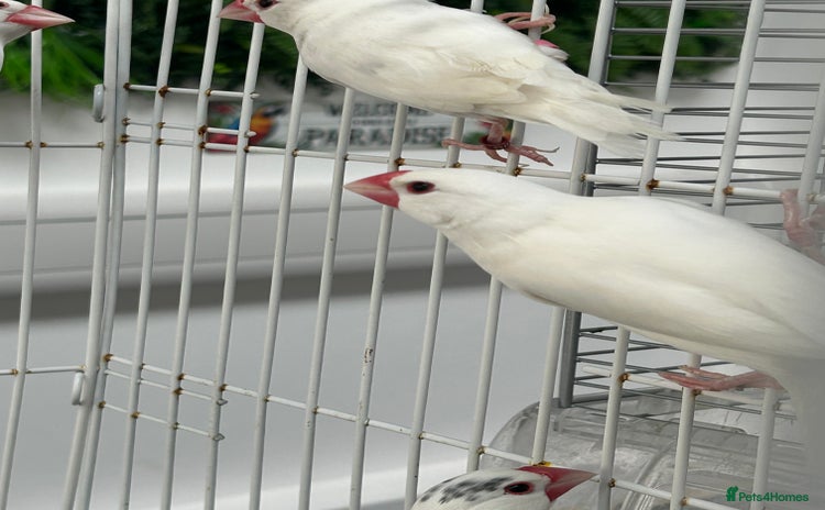 Finches birds - Advert 1