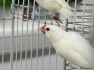 Finches birds - Advert 11