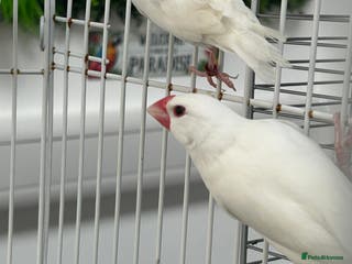 Finches birds Various Stunning Baby Finches - Advert 13