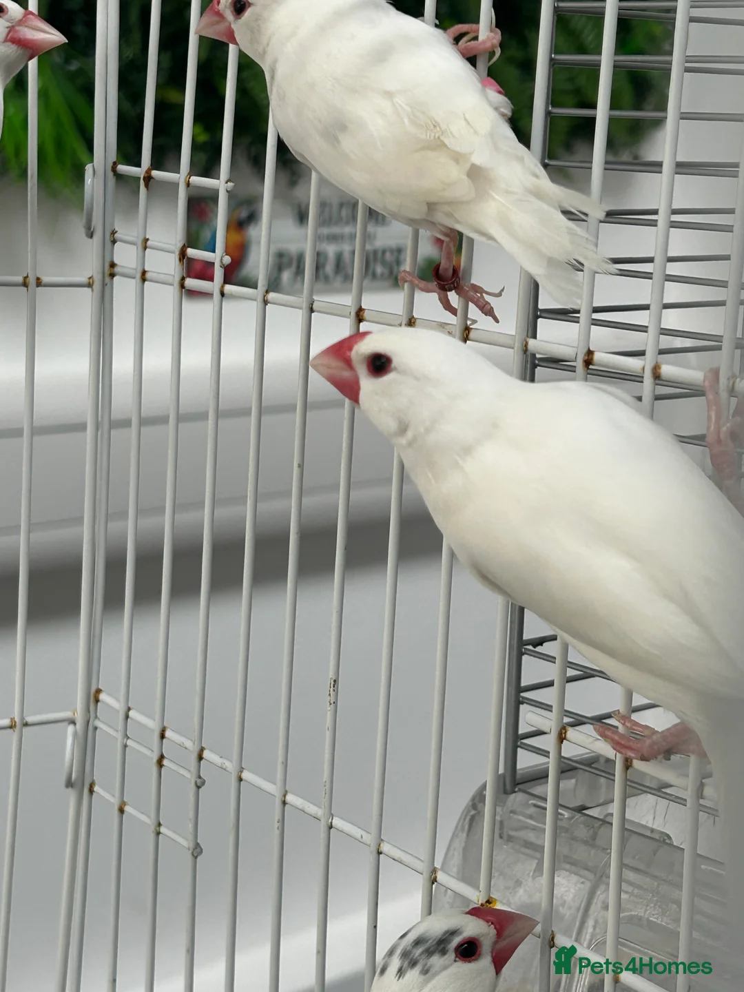 Finches birds for sale: Various Stunning Baby Finches  - Advert 1