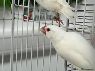 Finches birds Various Stunning Baby Finches - Advert 2