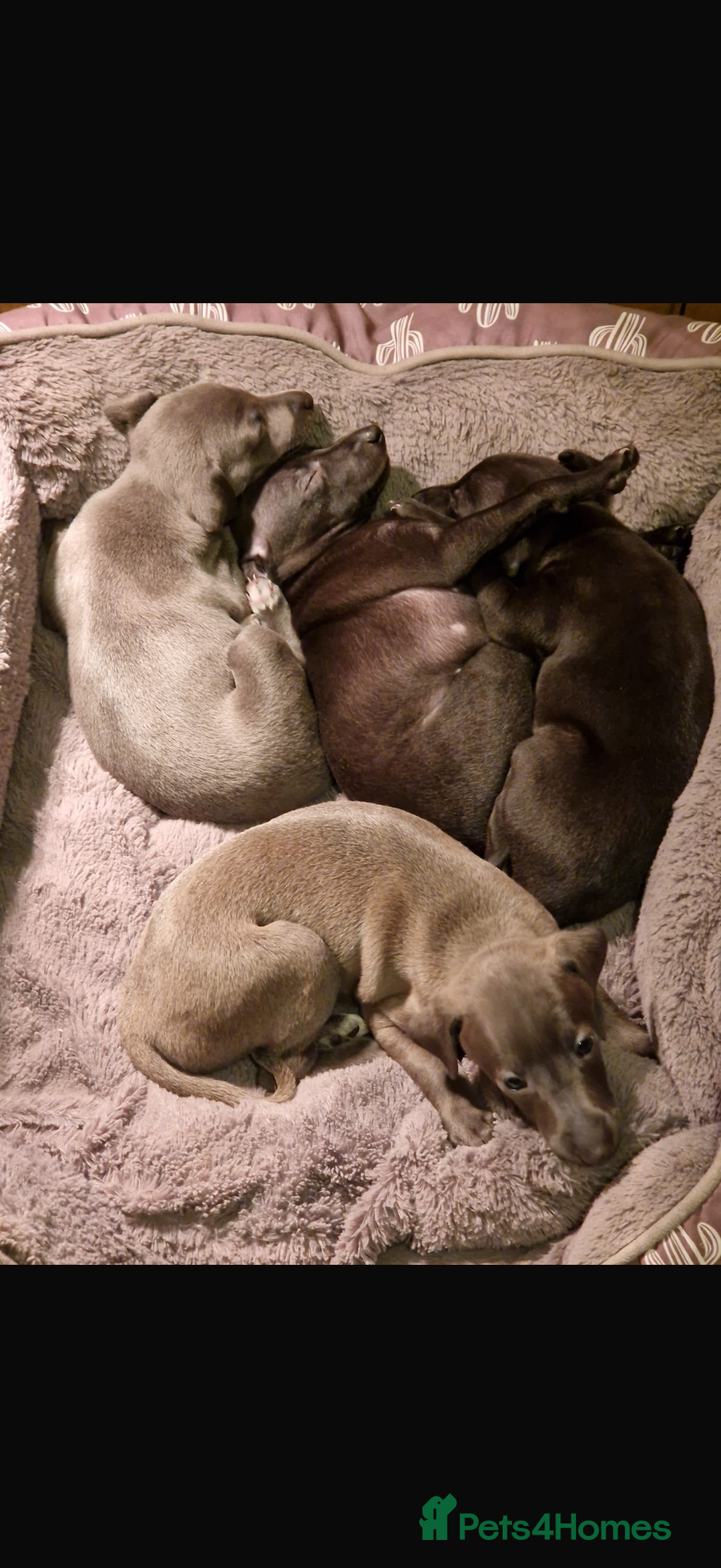 Italian Greyhound dogs for sale: KC registered Italian puppy’s  - Advert 4