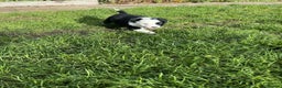 Border Collie dogs for sale: Beautiful litter of 8 border collies puppies - Advert 13