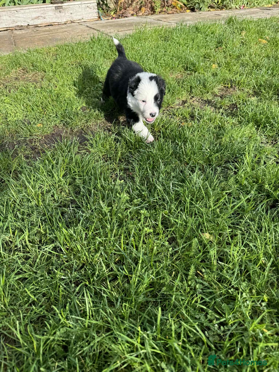 Border Collie dogs for sale: Beautiful litter of 8 border collies puppies - Advert 13