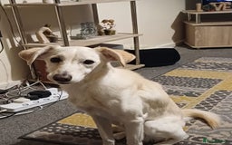 Whippet dogs for sale: 2 older beautiful dogs  - Image 4