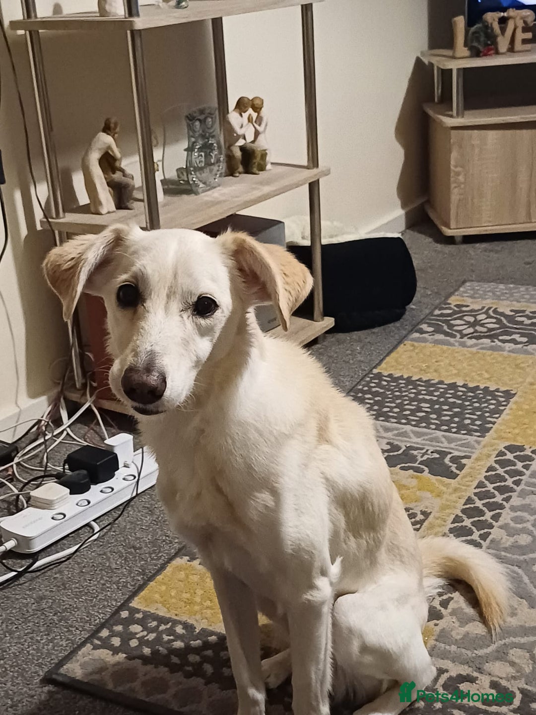 Whippet dogs for sale: 2 older beautiful dogs  - Image 4