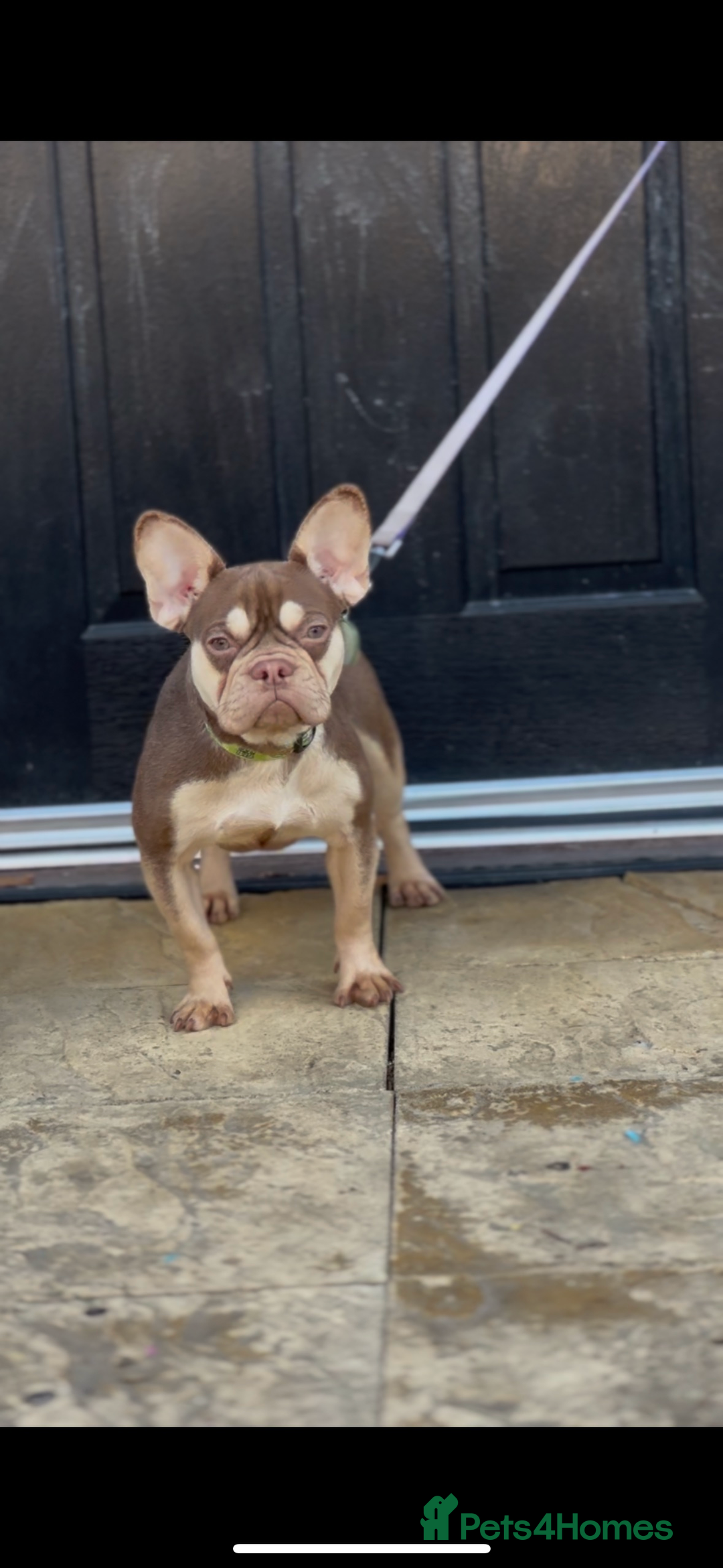French Bulldog dogs for sale: ROJO TAN FEMALE - Advert 5