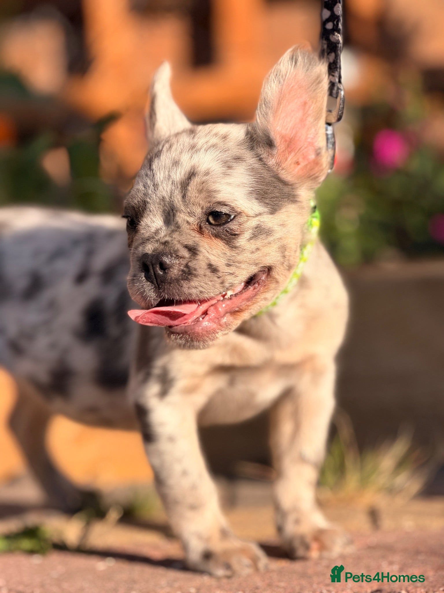 French Bulldog dogs Reduced fluffy frenches both injections done - Advert 1