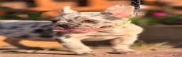 French Bulldog dogs for sale: 1 platinum girl green eyes left - Advert 7