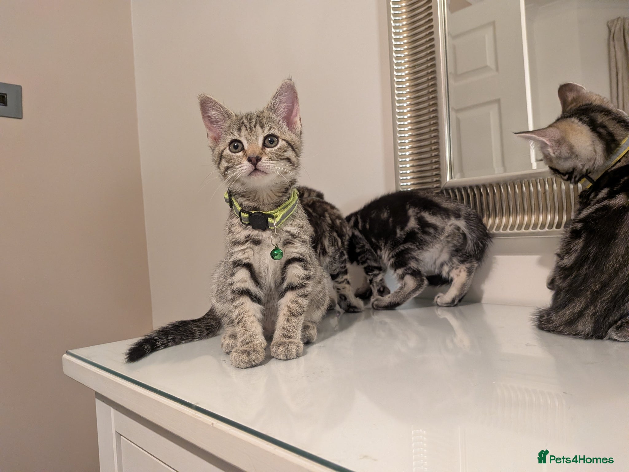 Mixed Breed cats Adorable kittens in London(SE18)😻♥️😻 - Advert 2