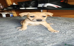 Mixed Breed dogs for sale: German Staffy Litter Available 12/10/25 - Image 11