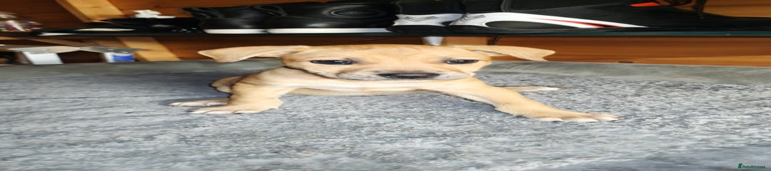 Josie Puppy 1