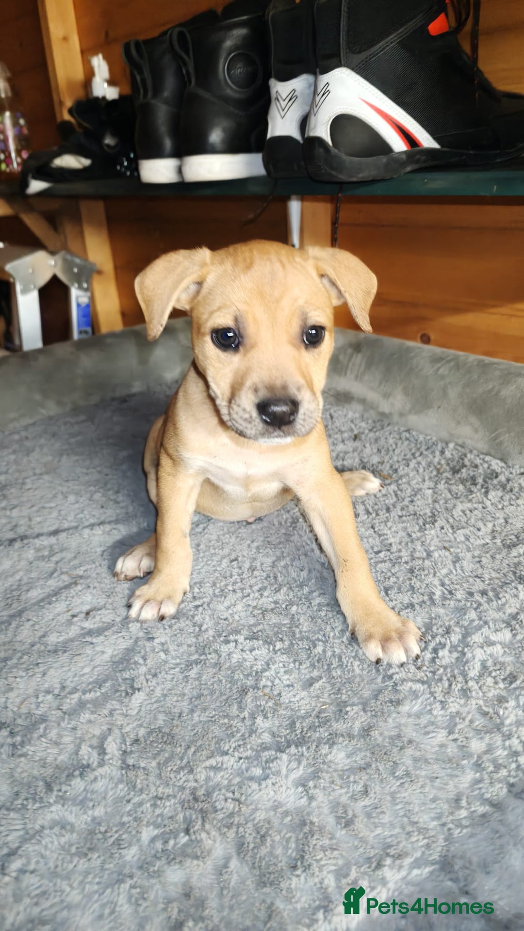 Mixed Breed dogs for sale: German Staffy Litter Available 12/10/25 - Image 11