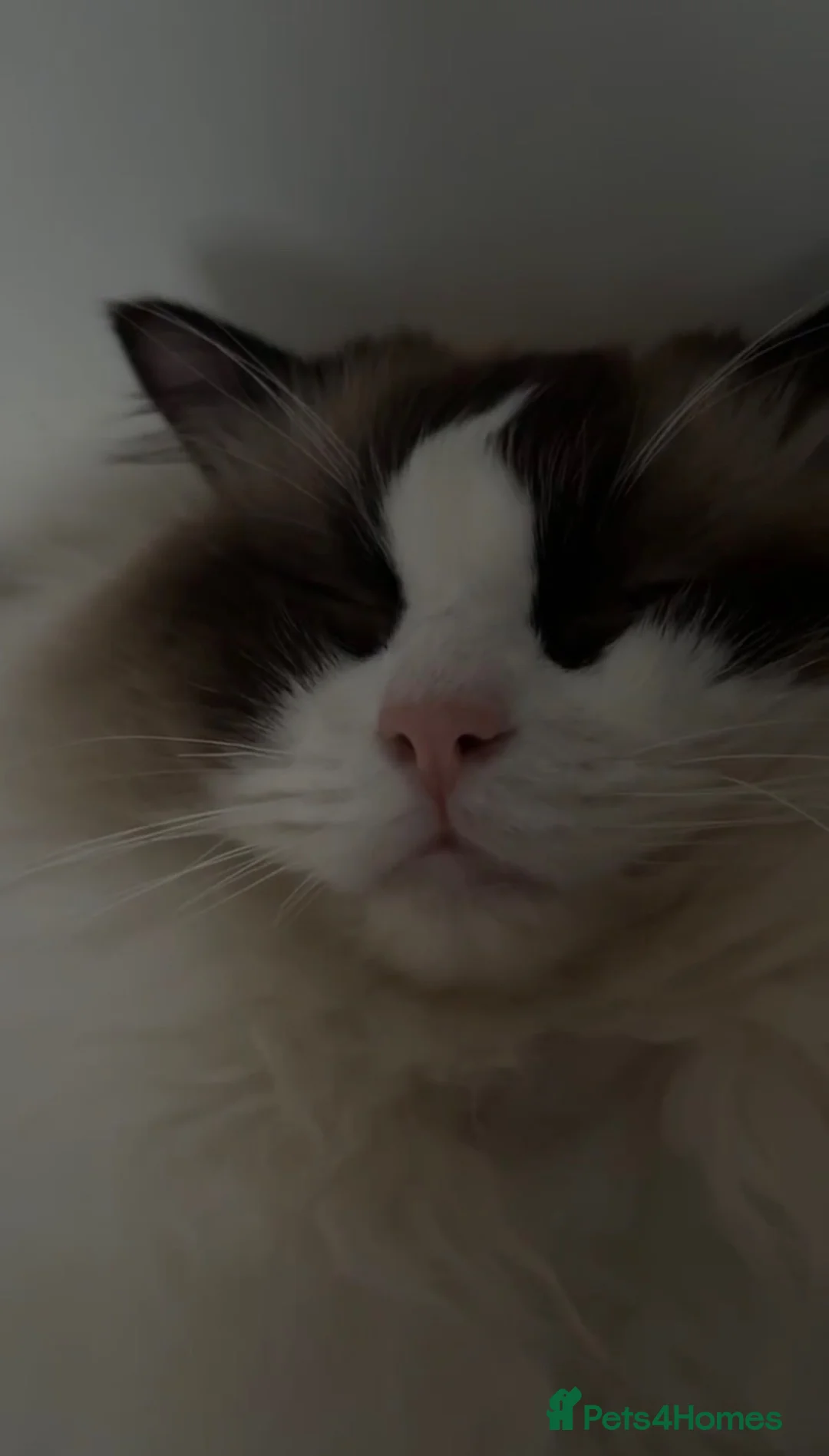 Ragdoll cats for sale: Stunning litter of ragdoll kittens  in Rochester - Advert 1