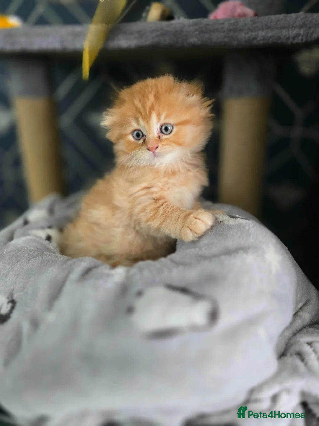 Scottish Fold cats for sale: Scottish fold litter due early September - Advert 2