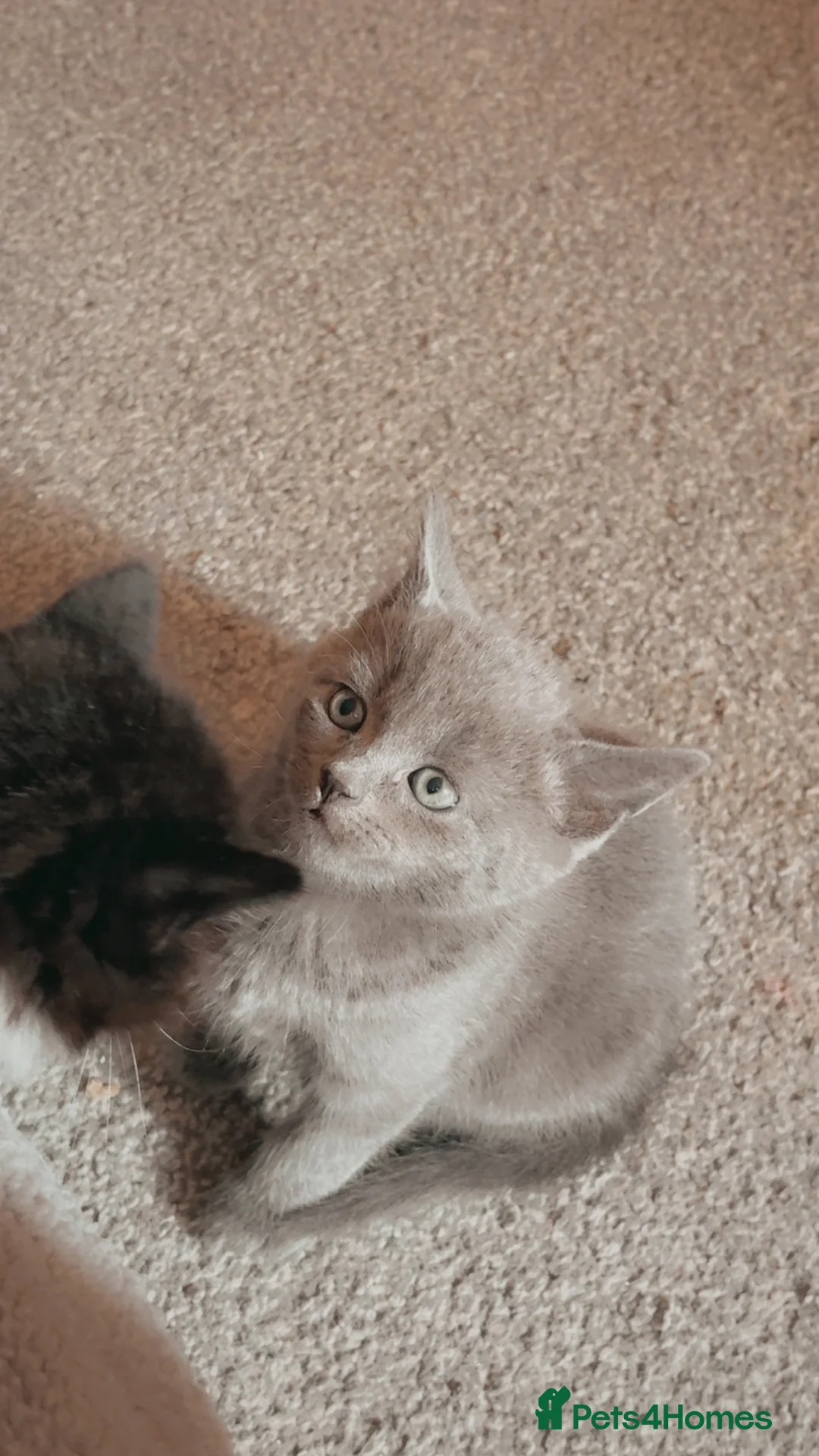 Mixed Breed cats for sale: Beautiful litter of kittens  in Hatfield - Advert 6