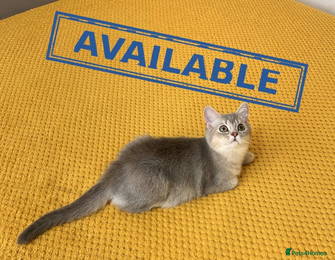 British Longhair cats 🐾 TICA Reg B.S.H Boy 🐾 - Advert 1