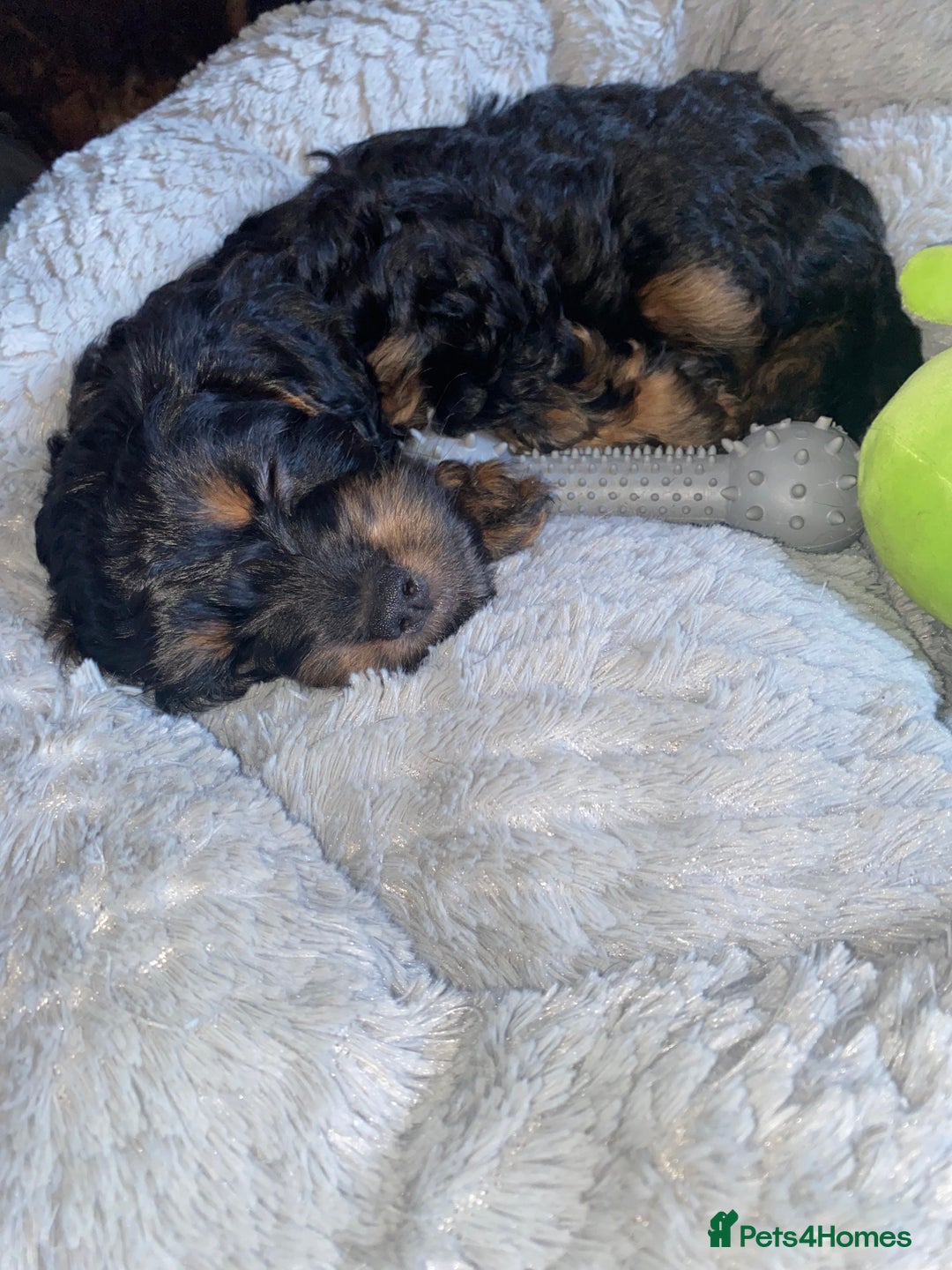 Cockapoo dogs for sale: ADD UPTO DATEREAD IN FULL  - Advert 35
