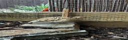 Quail poultry for sale: X5 Bob Whites Quails - Advert 4