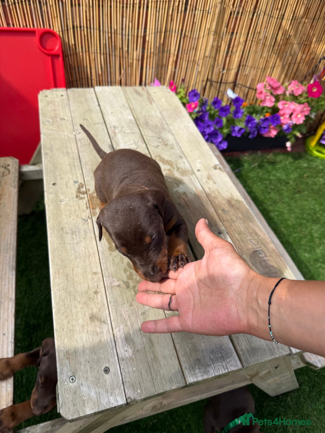 Dobermann dogs for sale: Doberman brown & tan - Image 11